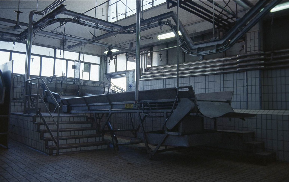 1-AREA-DISSANGUAMENTO-SUINI