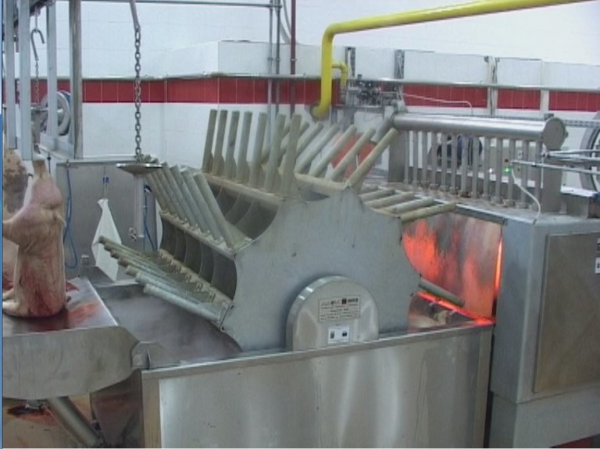 4-a-SCOTTAURA-E-DIPILATURA